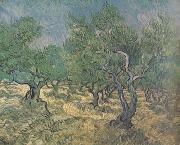 Vincent Van Gogh Olive Grove (nn04) oil on canvas